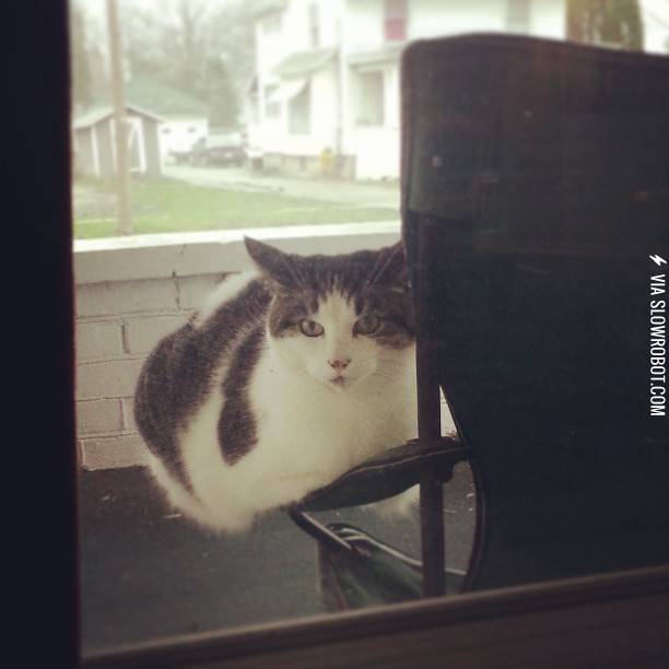 A+cat%26%238217%3Bs+life.