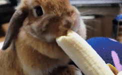 Nom+nom+banana