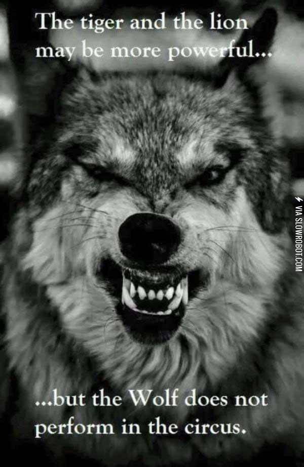 The+strength+of+the+wolf+lies+in+its+pack.