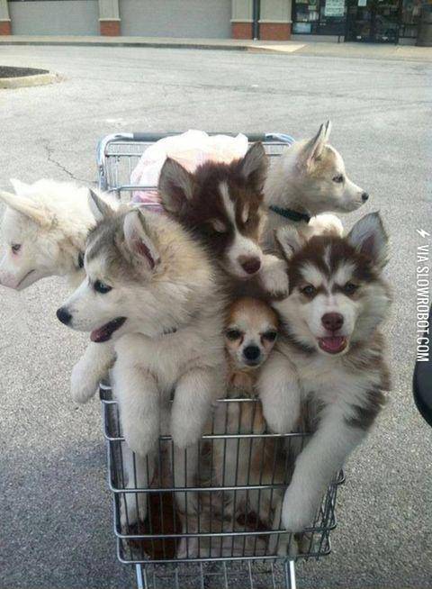 This+trolley+of+puppies