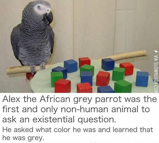 Meet+Alex%2C+the+smartest+Parrot%21