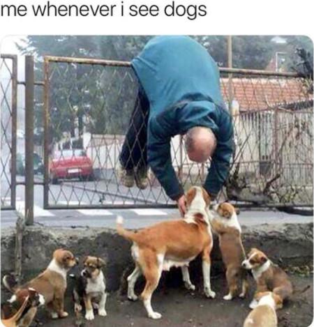 Me+Whenever+I+See+Dogs