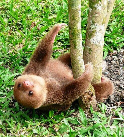 The+cutest+sloth+I%26%238217%3Bve+seen+so+far.