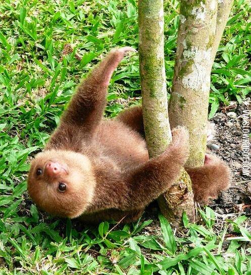 The+cutest+sloth+I%26%238217%3Bve+seen+so+far.