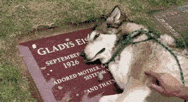 Dog+Is+Taken+To+The+Grave+Of+His+Owner