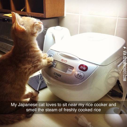 Japanese+Cat+And+Rice