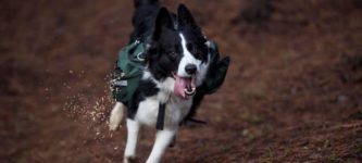 Three+border+collies+have+been+trained+to+run+around+a+Chilean+forest+devastated+by+wildfire+while+wearing+special+backpacks+that+release+native+plant+seeds.