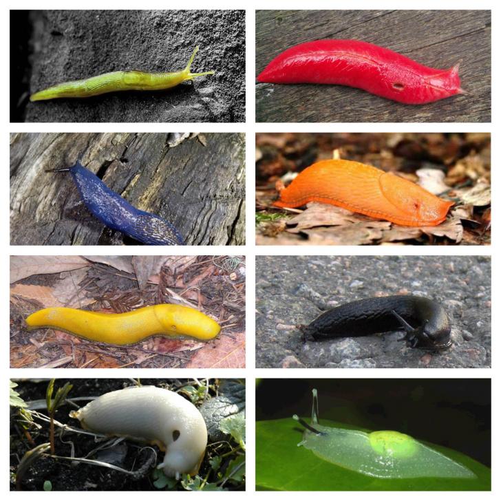 Different+colors+of+slugs.