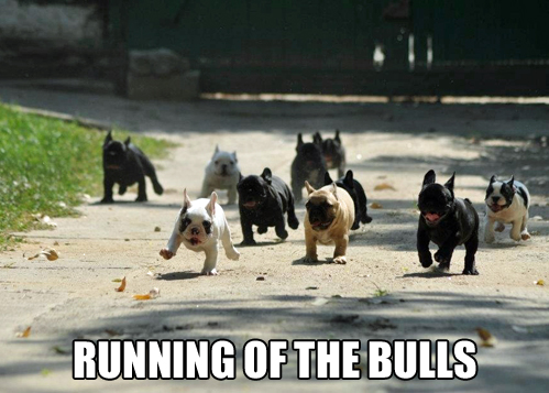 Running+of+the+bulls.