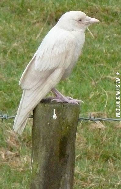 Albino+crow