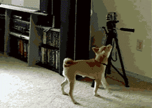 so+shiba%2C+such+inu