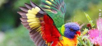 Colorful+And+Beautiful+Creatures