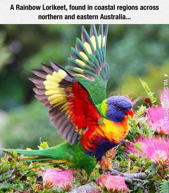 Colorful+And+Beautiful+Creatures