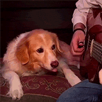 When+your+dog+doesn%26%238217%3Bt+like+Wonderwall