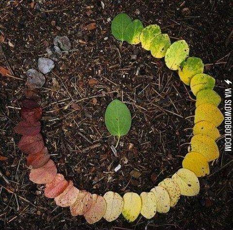 The+Life+Cycle+of+a+Leaf
