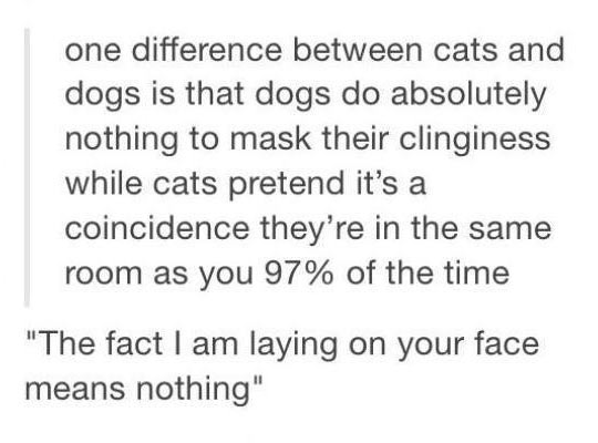 One+Difference+Between+Cats+And+Dogs