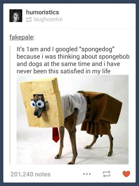 Classic+Spongedog