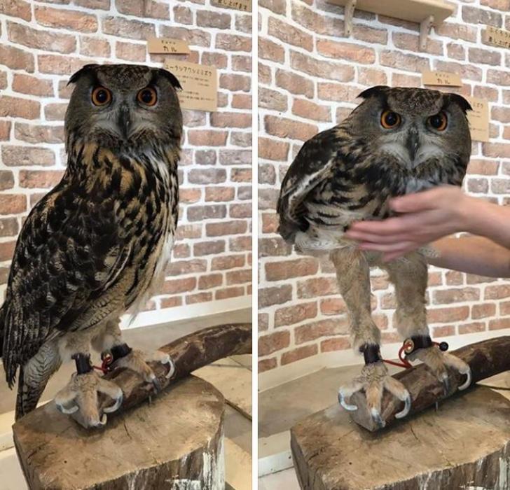 Had+no+idea+owls+have+such+long+legs