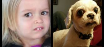 My+dog+looks+like+the+girl+from+that+meme