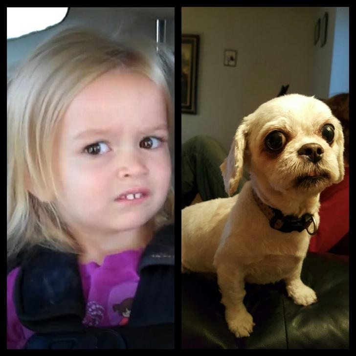 My+dog+looks+like+the+girl+from+that+meme