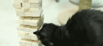 Cats+playing+Jenga.