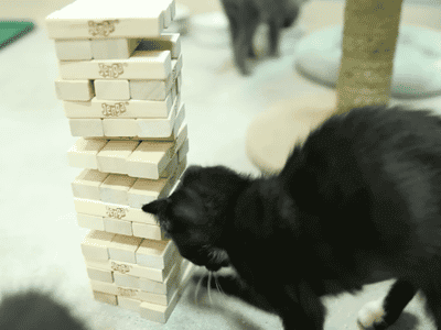Cats+playing+Jenga.