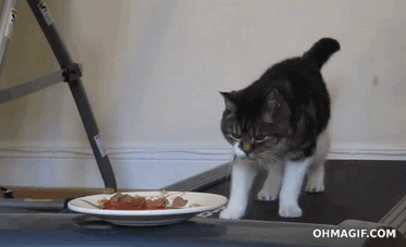 Cat+vs+food+on+a+treadmill