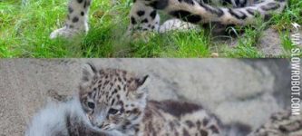 This.+This+is+why+Snow+Leopards+are+the+best+big+cats