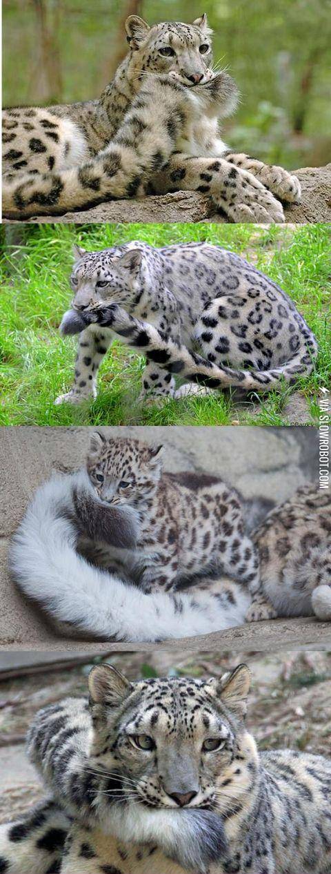 This.+This+is+why+Snow+Leopards+are+the+best+big+cats