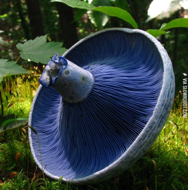 A+blue+mushroom%3A+the+Lactarius+Indigo+mushroom