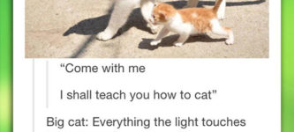 How+To+Be+A+Cat+Lessons