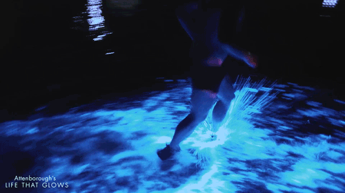 Bioluminescent+water