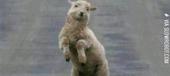 Oppa+Ganglamb+style