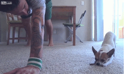 chihuahua+yoga