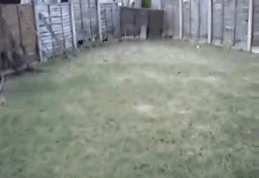 A+guy+helps+a+fox+out