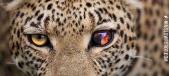 Leopard+with+a+damaged+eye