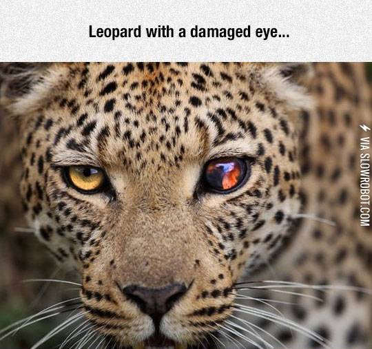 Leopard+with+a+damaged+eye