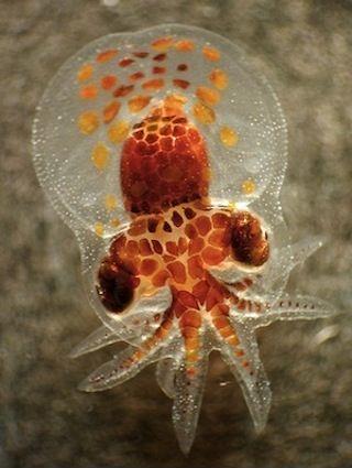 Have+you+ever+seen+a+baby+octopus%3F