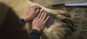 Polar+bear+paw+compared+to+human+hands