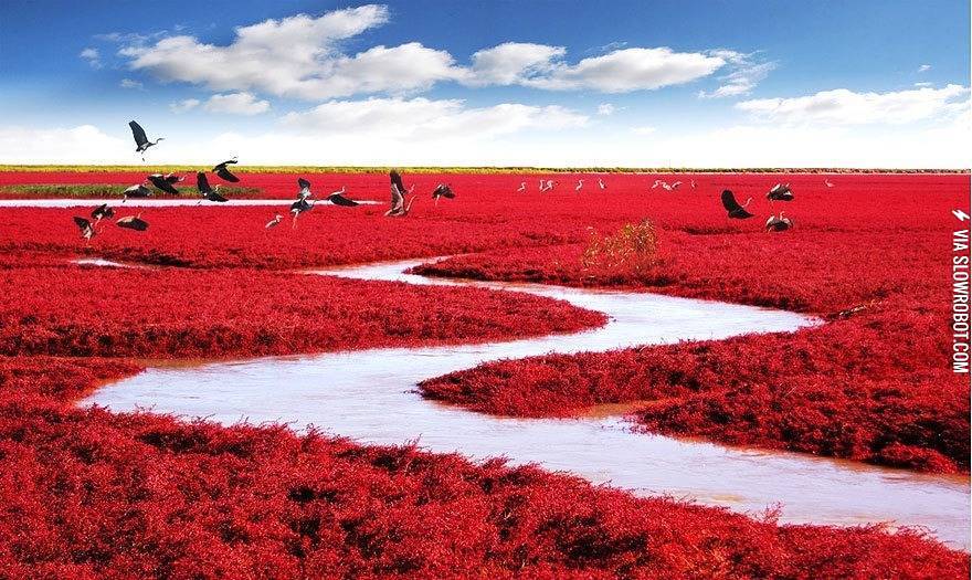 Red+Beach%2C+Panjin%2C+China