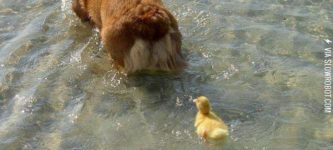 Mother+Corgi+and+her+2+Ducklings%21