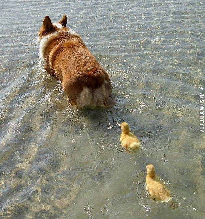 Mother+Corgi+and+her+2+Ducklings%21