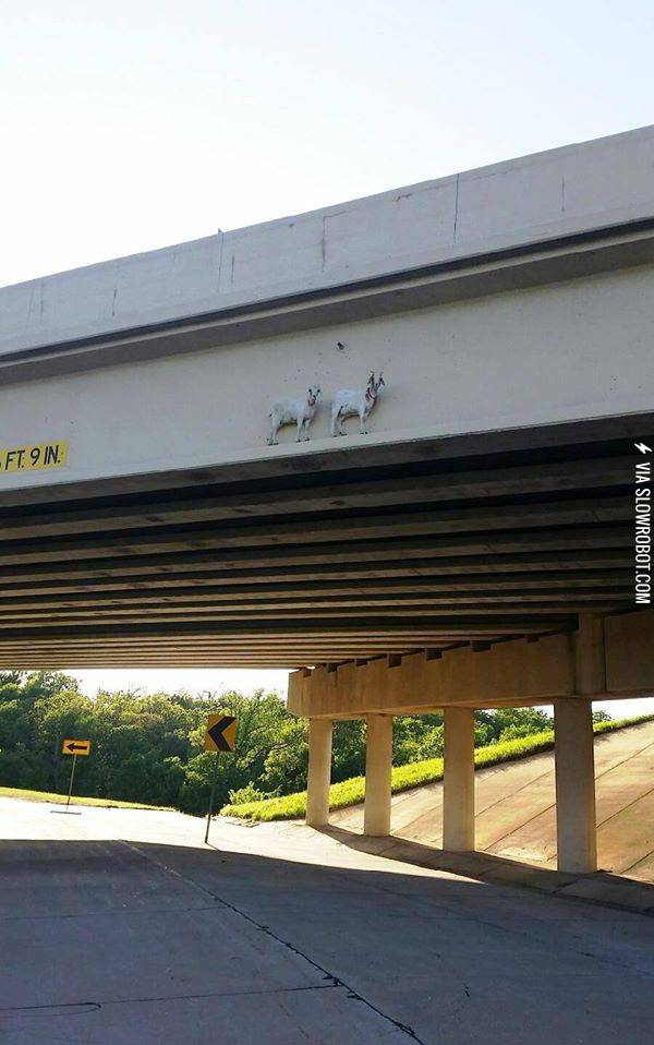 Just+some+goats+crossing+a+bridge%2C+no+big+deal.