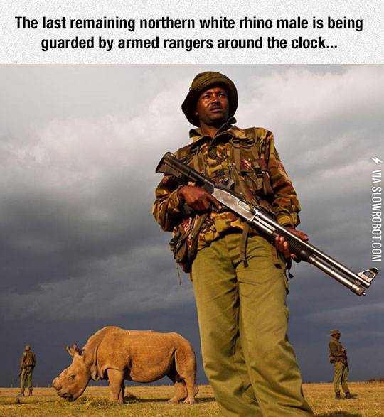 Fighting+Heavily+Armed+Poachers+Is+Not+An+Easy+Task