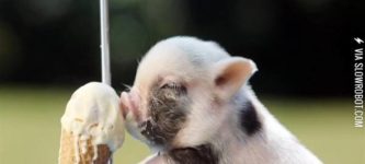 Cutest+pig+eating+ice+cream