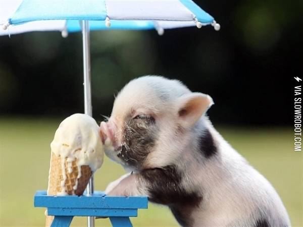 Cutest+pig+eating+ice+cream