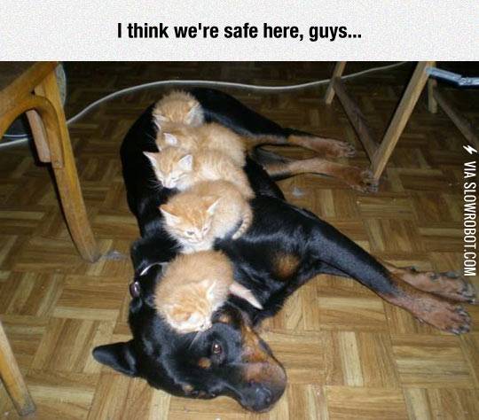 The+Floor+Is+Lava%2C+Kitty+Edition