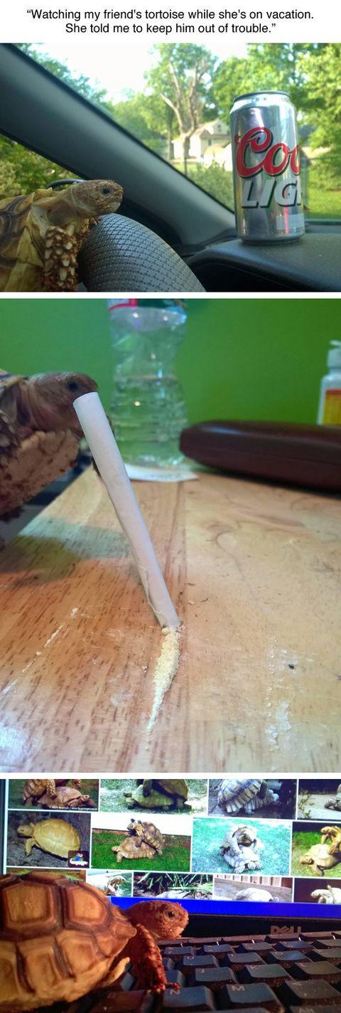 Looking+after+someone+else%26%23039%3Bs+tortoise