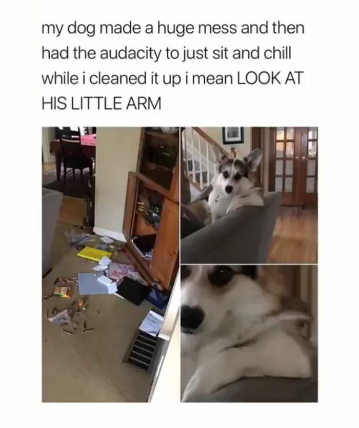 Doggo+does+what+he+wants