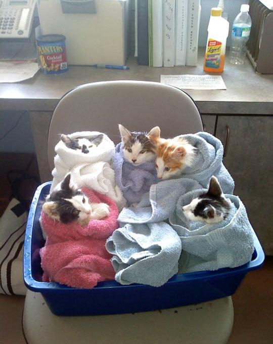 Bundle+o%26%238217%3B+cat